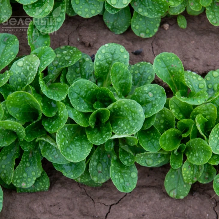 Бонвита / Bonvita фото 2