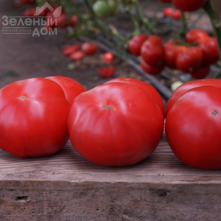 Макан F1 / Macan F1,55 днів фото 1