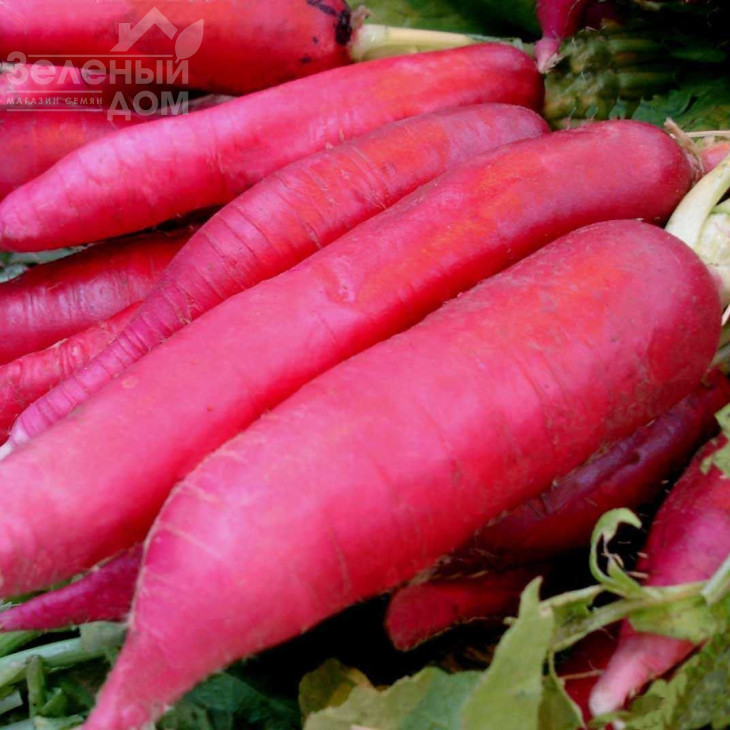 Астор (BN 26) / Astor (BN 26) фото 1