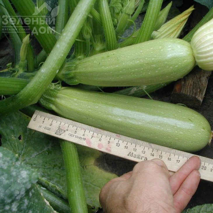 Алія F1 / Alija F1,40-45 днів фото 4