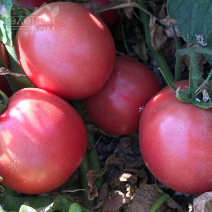 Пінк Сейф F1 / Pink Seyf F1, 95 днів фото 2