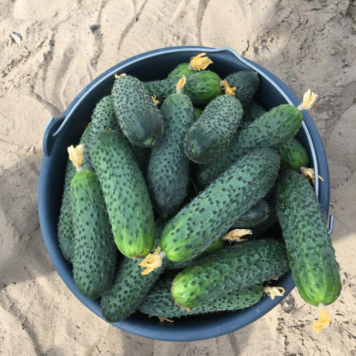 Ансгар F1 / Ansgar F1, 32-35 днів фото 3