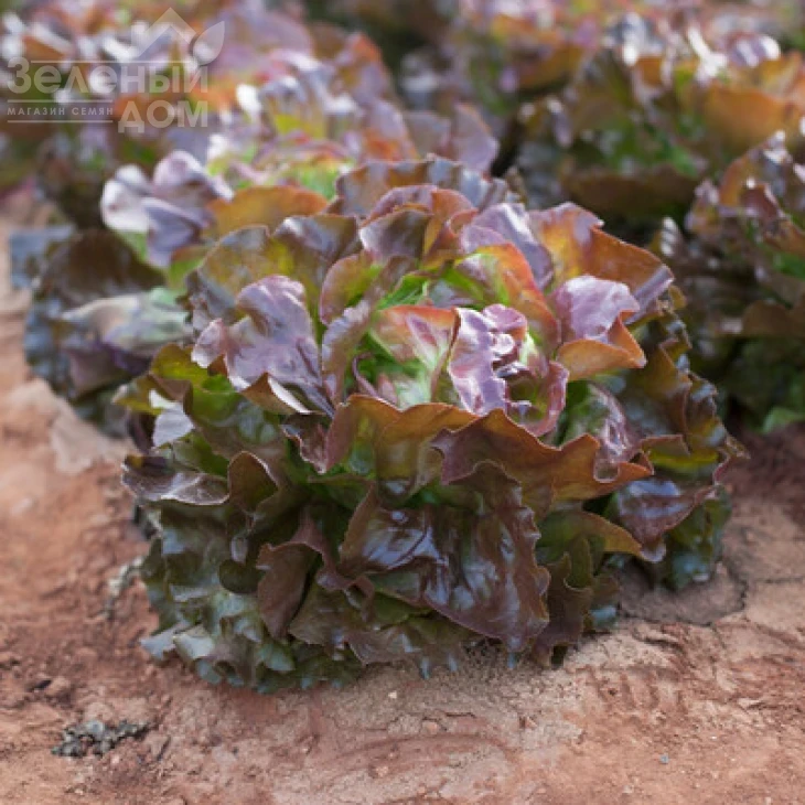 Скайфос / Skyphos фото 1