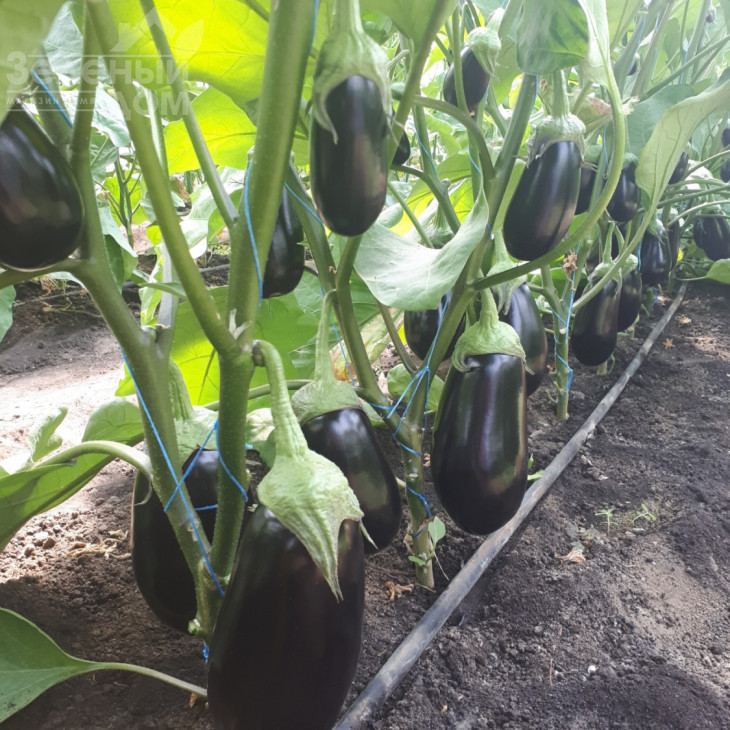 ЦРХ 50170 F1 / CRX 50170 F1 фото 2