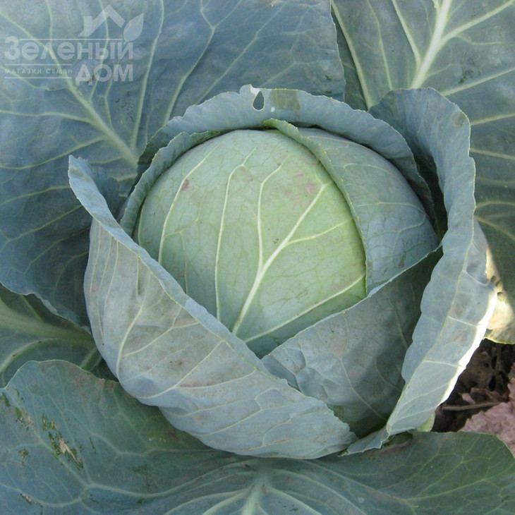 Капорал F1 / Kaporal F1,85-100 днів фото 4