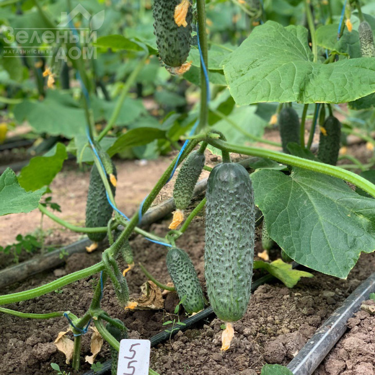 Амеріго F1 / Amerigo F1, 48-50 днів фото 3