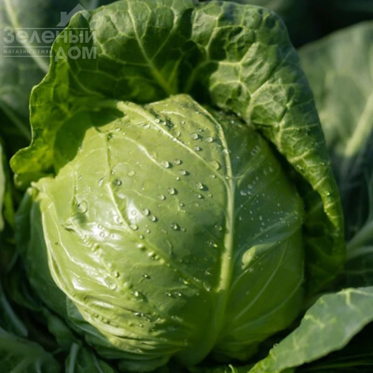 Люсима F1 / Lucyma F1, 48-50 дней фото 1