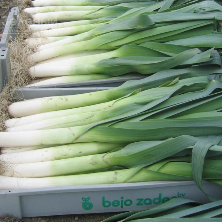 Колумбус / Columbus,85-90 днів фото 1