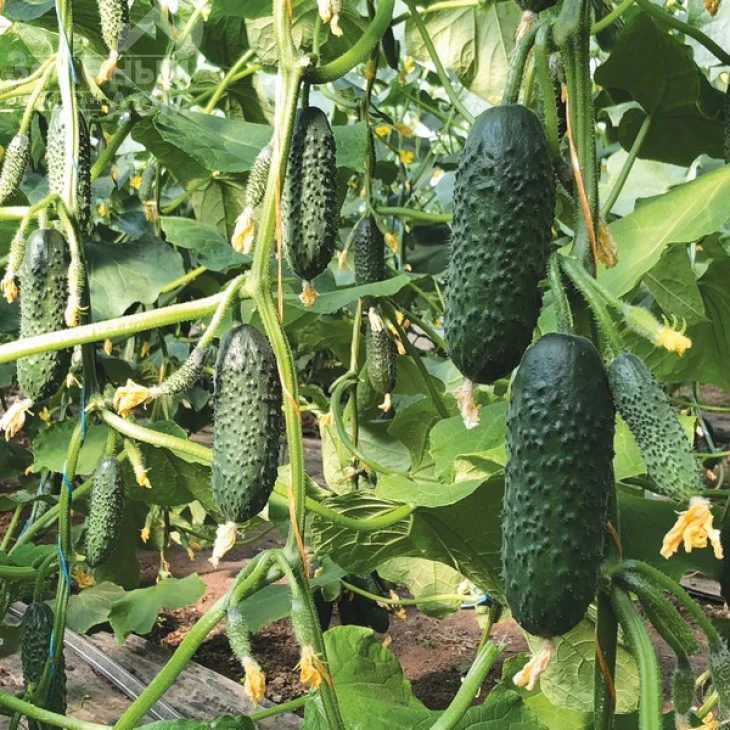 Бйорн F1 / Bjorn F1,42-45 дней фото 2