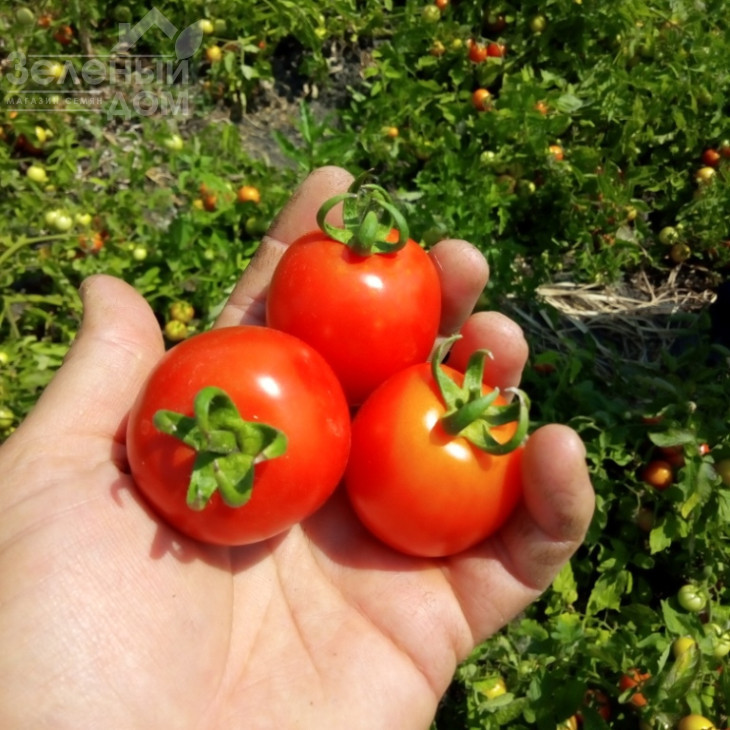 Кентавр F1 / Centaur F1, 95-100 днів фото 1