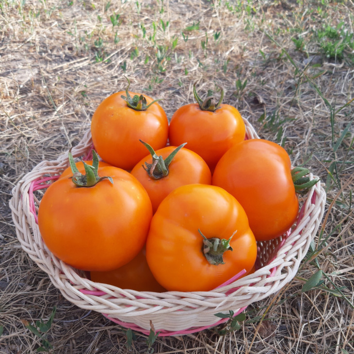 Батур F1 / Batur F1, 65-70 днів фото 5