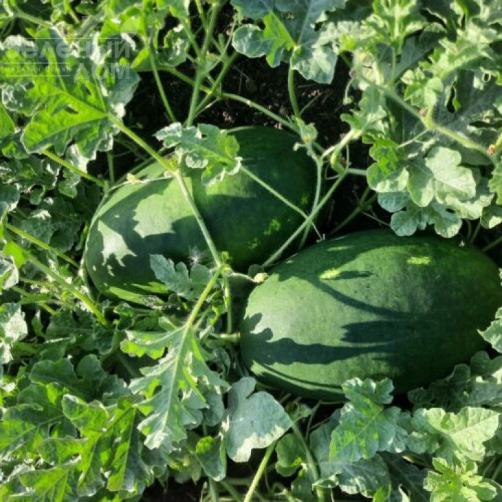 Віллінг F1 / Villing F1, 70 днів фото 2