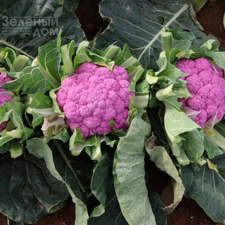 Лавендер F1 / Lavender F1, 65-90 дней фото 1