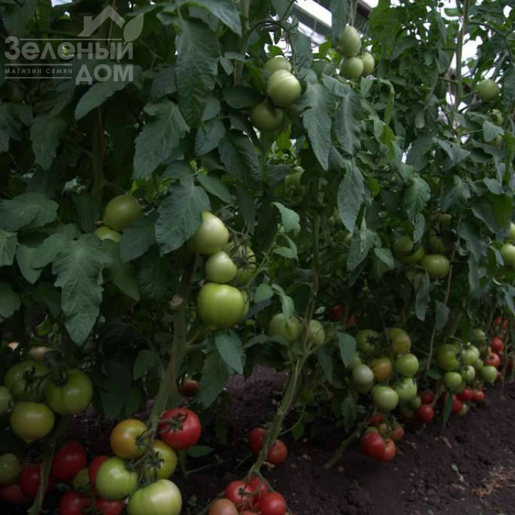 Санрайз F1 / Sunrise F1 фото 3