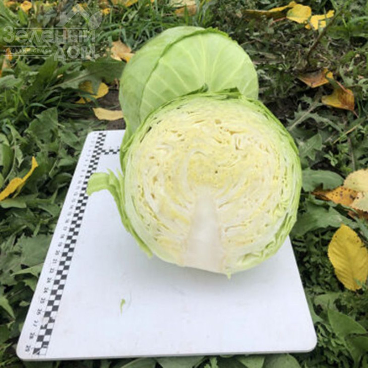 Вірджинія F1 / Virdzhiniya F1, 45-50 днів фото 3