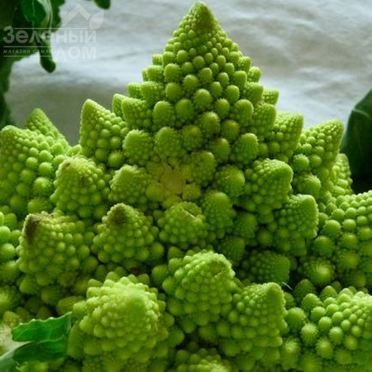 Джитано F1 / Gitano F1,90-95 днів фото 2