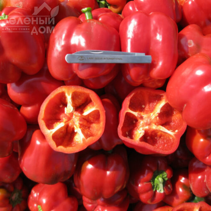 Белл F1 / Bell F1,70 днів фото 1