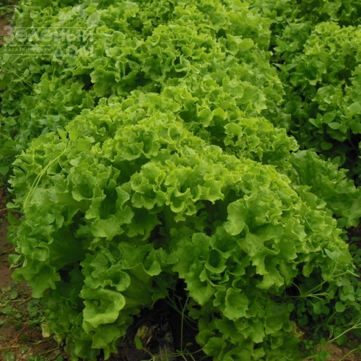 Илема / Ilema фото 1