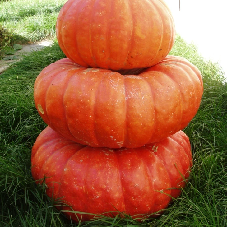 Руж виф де Тамп / Rouge vif D'etampe,110-115 дней фото 3