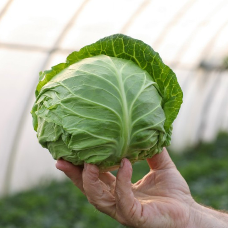 Заріссіма F1 / Zarissima F1,48-52 днів фото 1