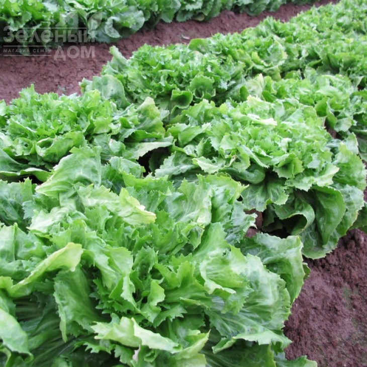 Парманс / Parmance фото 2