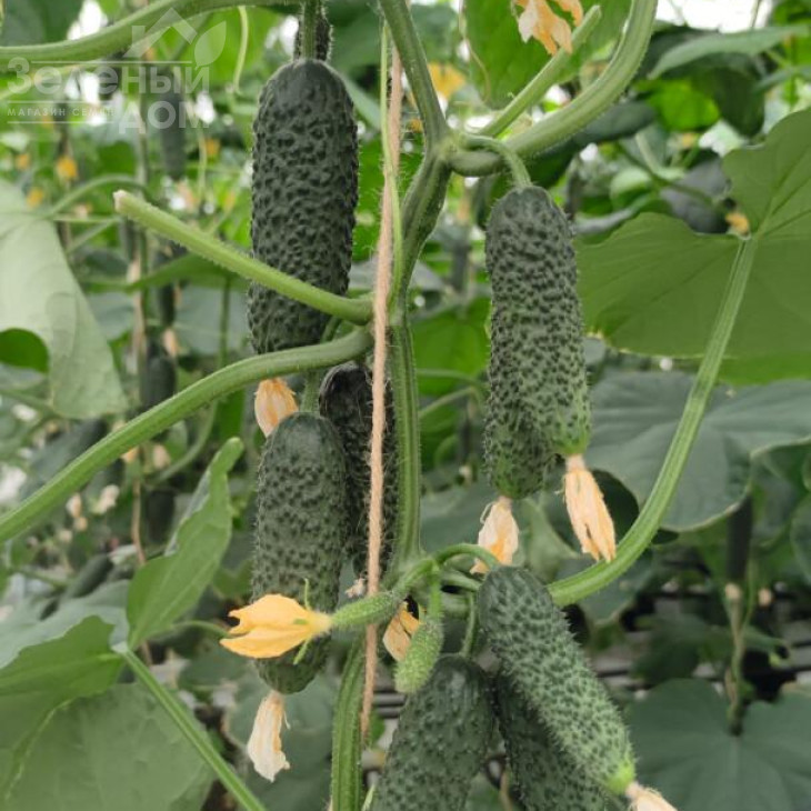 Альшани F1 / Alshany F1, 40-45 днів фото 1