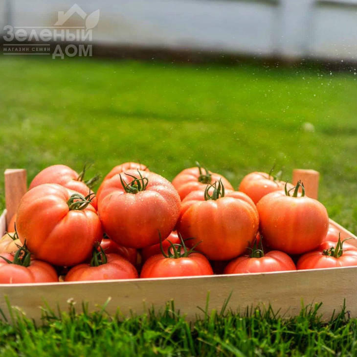 Гюсто F1 / Gusto F1 фото 4