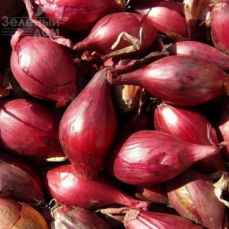 Кармінка / Karminka,110-120 днів фото 1