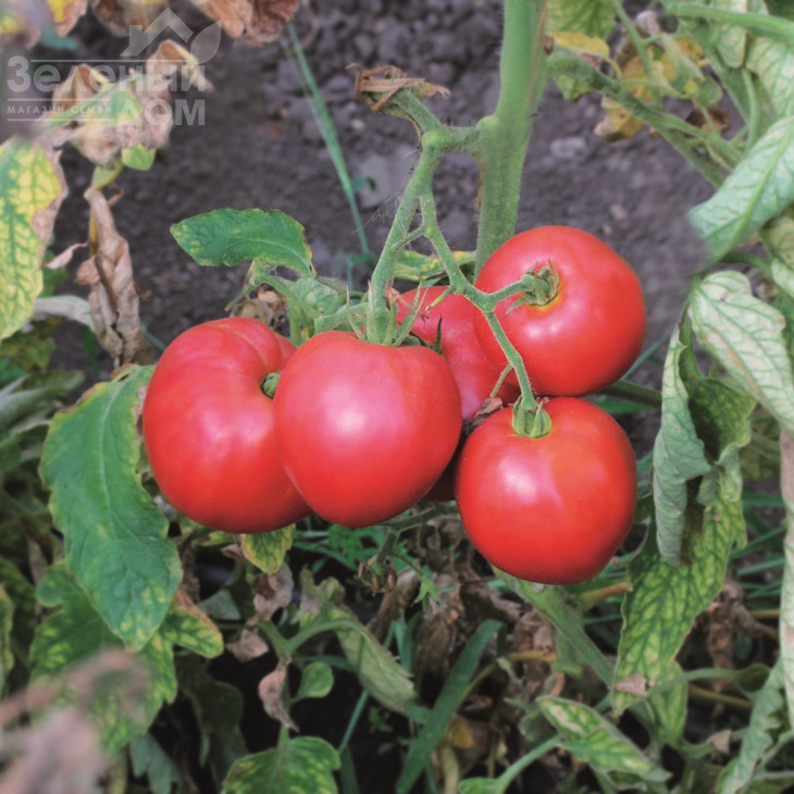 До-ре-мі F1 / Do-re-mi F1 фото 1