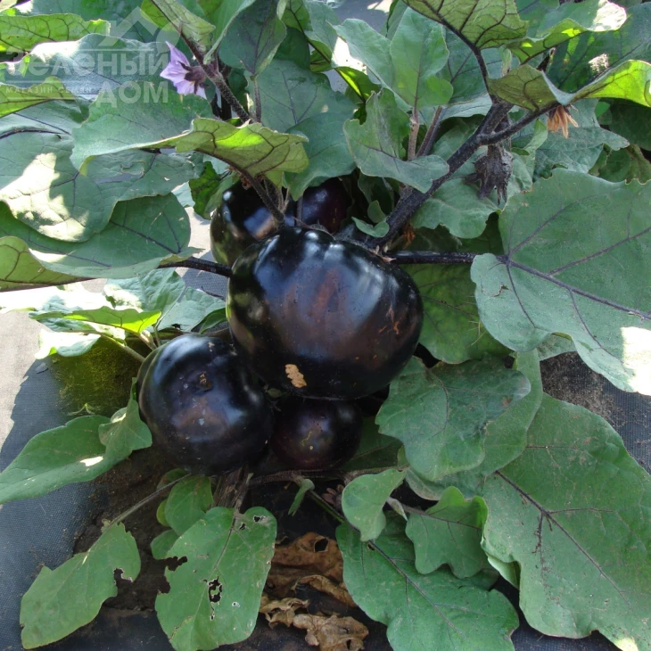 Лаура / Laura,100-110 дней фото 1