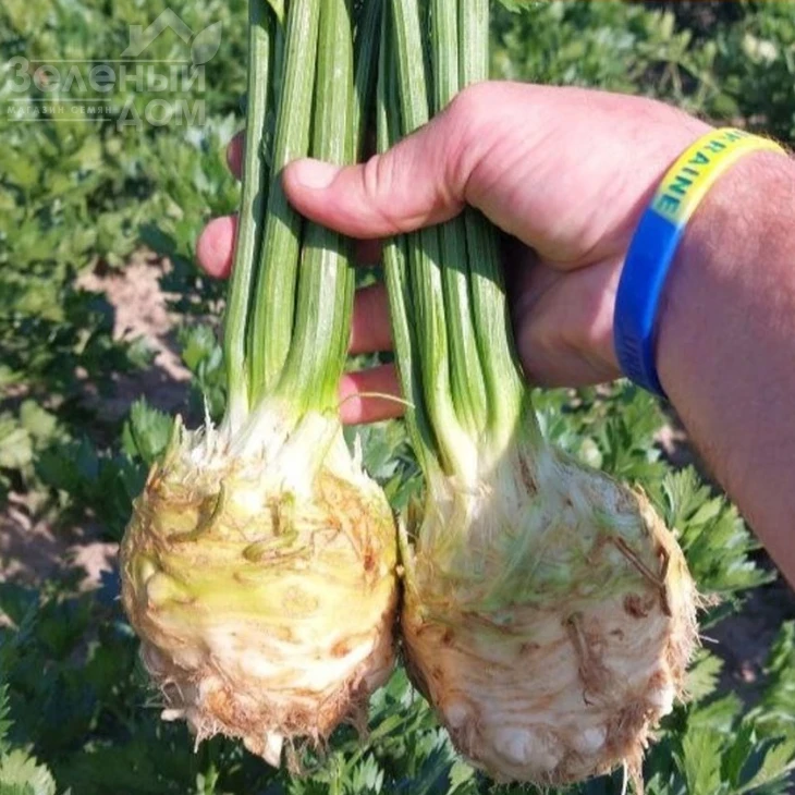 Принц F1 / Prince F1, 100-110 дней фото 1