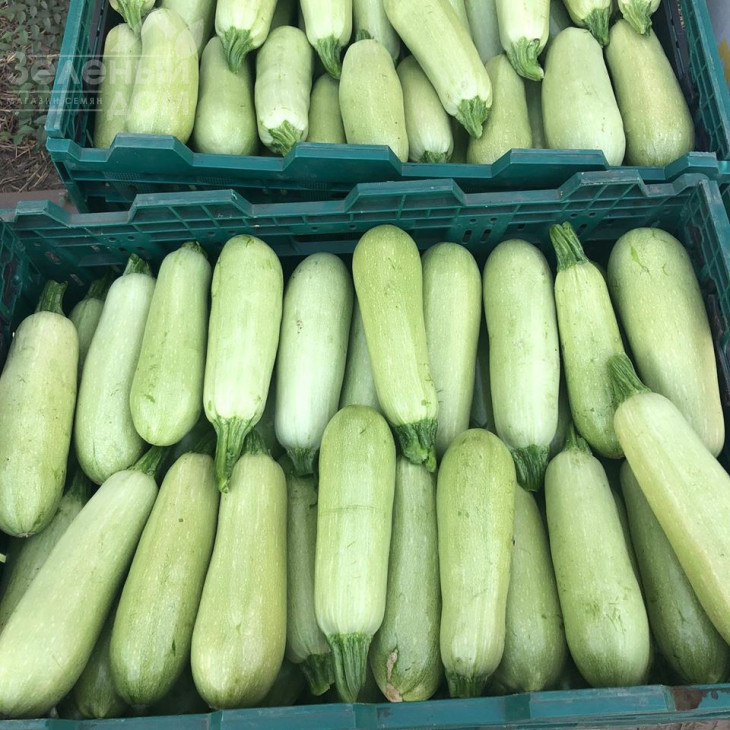 Теренум F1 / Terenum F1, 42 дні фото 4