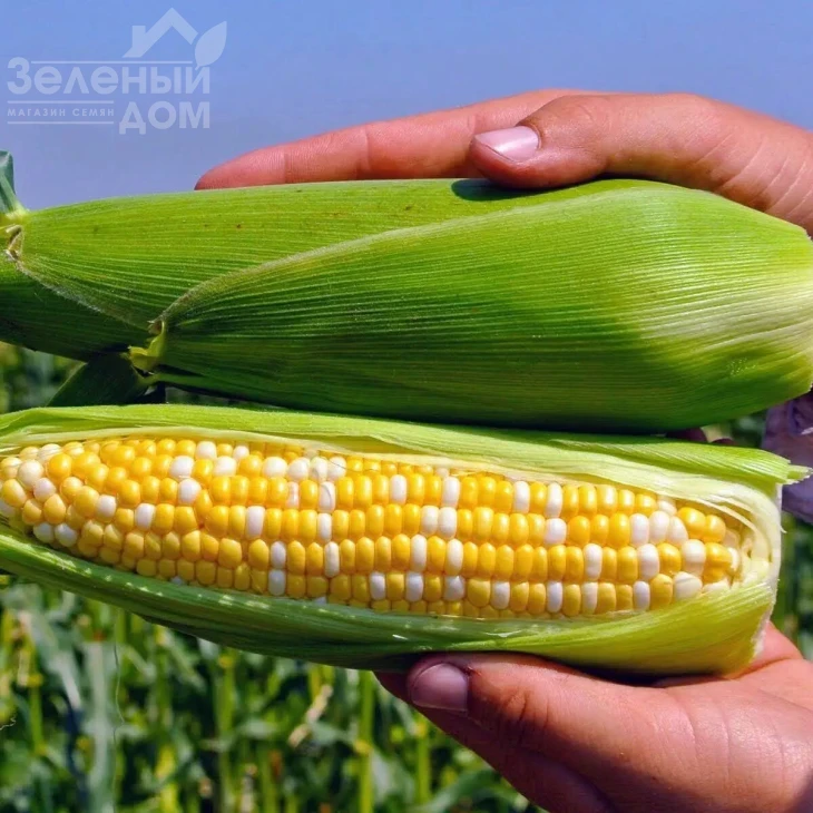 Пантеон F1 / Panteon F1, 74-76 дней фото 1