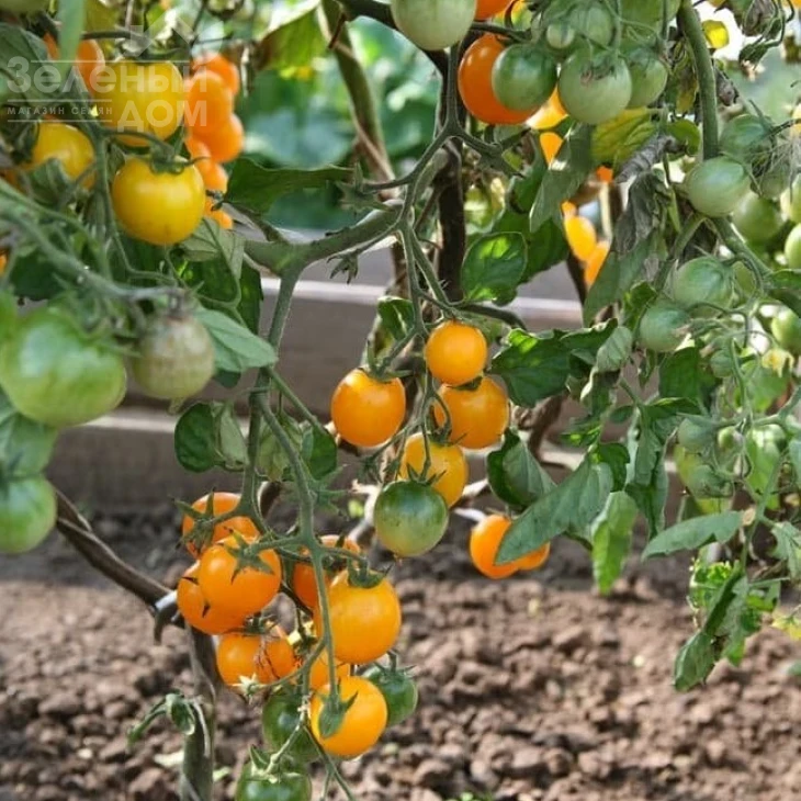 Миниголд / Minigold,60-70 дней фото 1