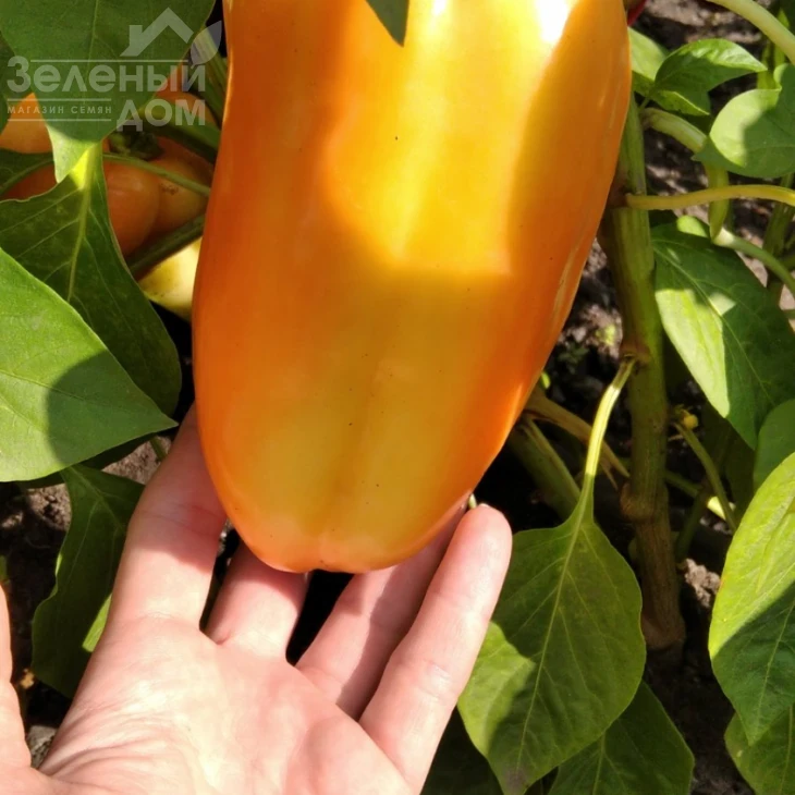 Хеликон F1 / Helikon F1,70-75 дней фото 1