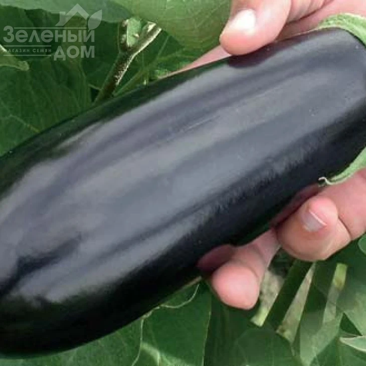 Шарапова F1 / Sharapova F1,95-110 дней фото 2