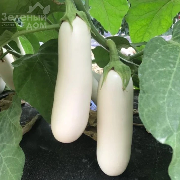 ЦРХ 50153 / CRX 50153 F1,65-70 дней фото 1