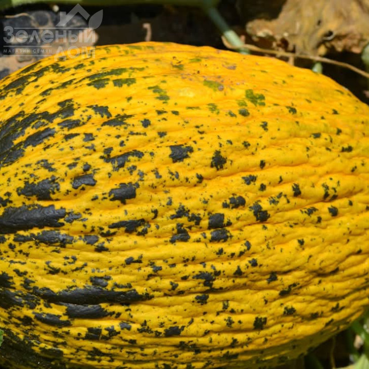 Аріана F1 / Ariana F1, 68-72 днів фото 3