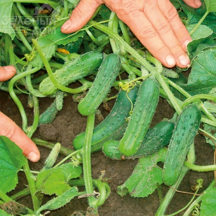 Пучини F1 / Puccini F1,45 дней фото 1