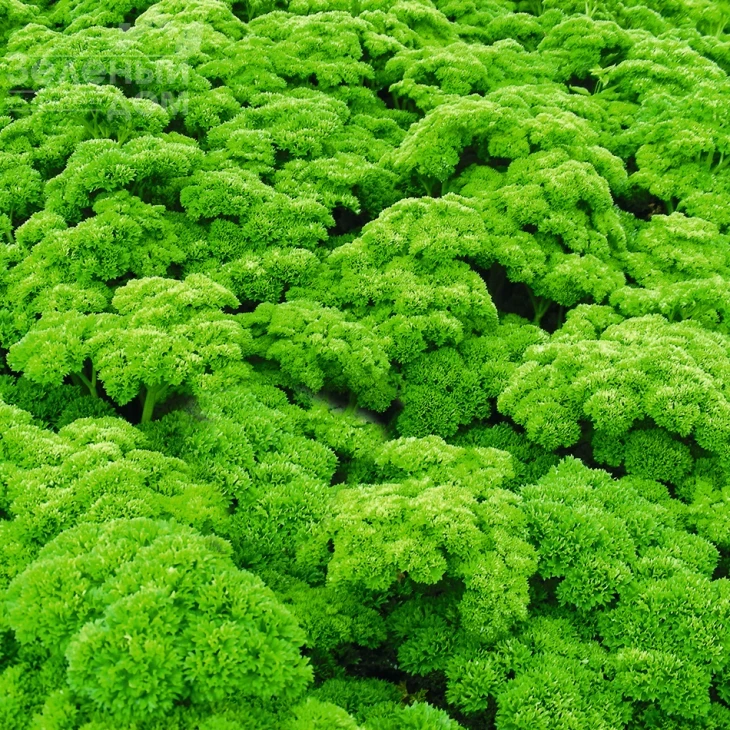 Петра / Petra,85 дней фото 1