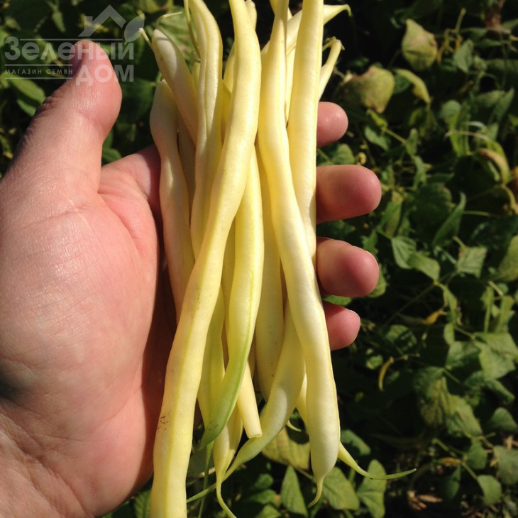 Фруідор / Fruidor фото 4