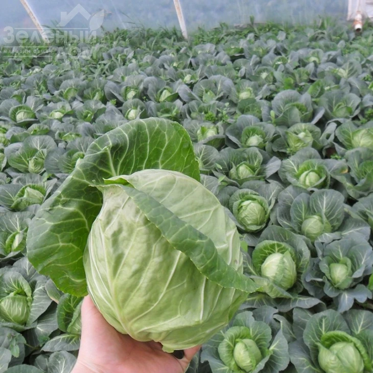 Легат F1 / Legat F1,48-50 дней фото 3