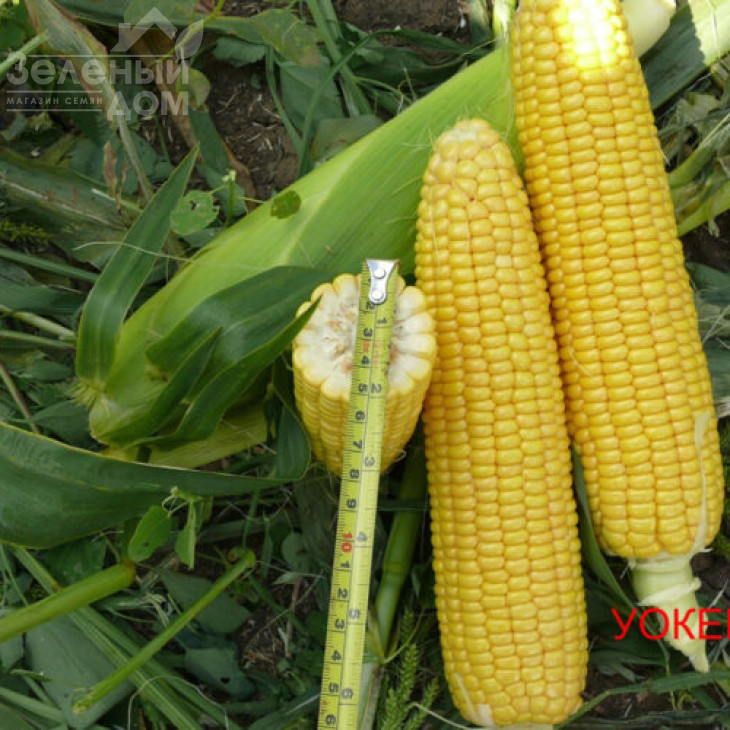 Уокер F1 / Woker F1,73-74 дні фото 2