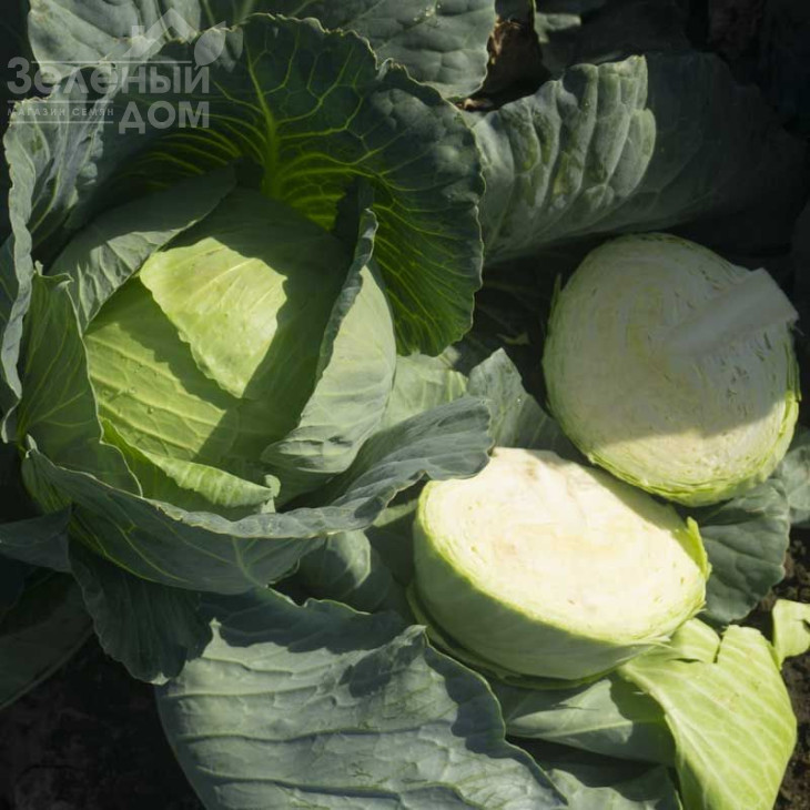 Кататор F1 / Katator F1,80-85 днів фото 1