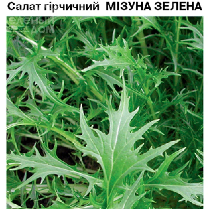 Мизуна зеленая / Mizuna green фото 1