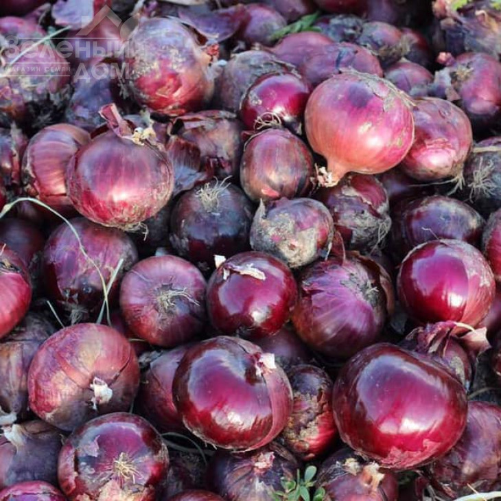 Монастрел F1 / Monastrell F1,90-95 днів фото 1