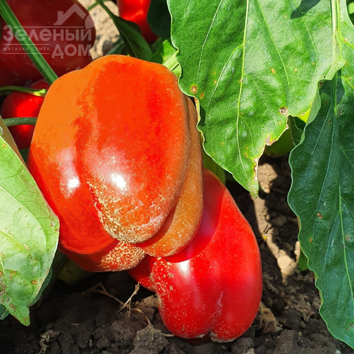 Касандра F1 / Kasandra F1 фото 2