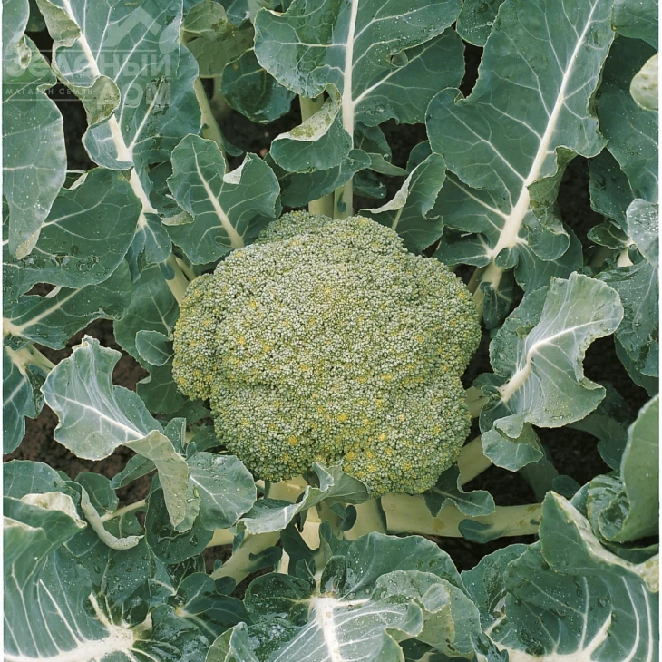 Белстар F1 / Belstar F1,73-75 дней фото 2