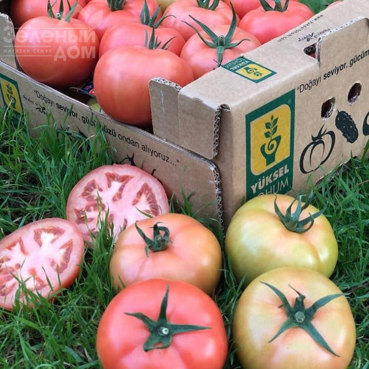 Пінк Нагетс F1 / Pink Nagets F1 фото 1