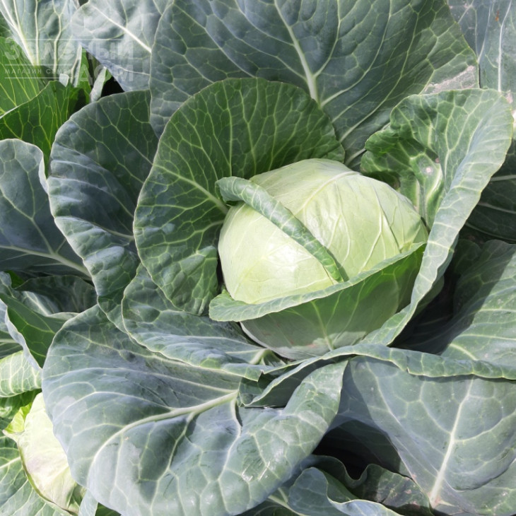 Ксена F1 / Ksena F1, 65-70 днів фото 2